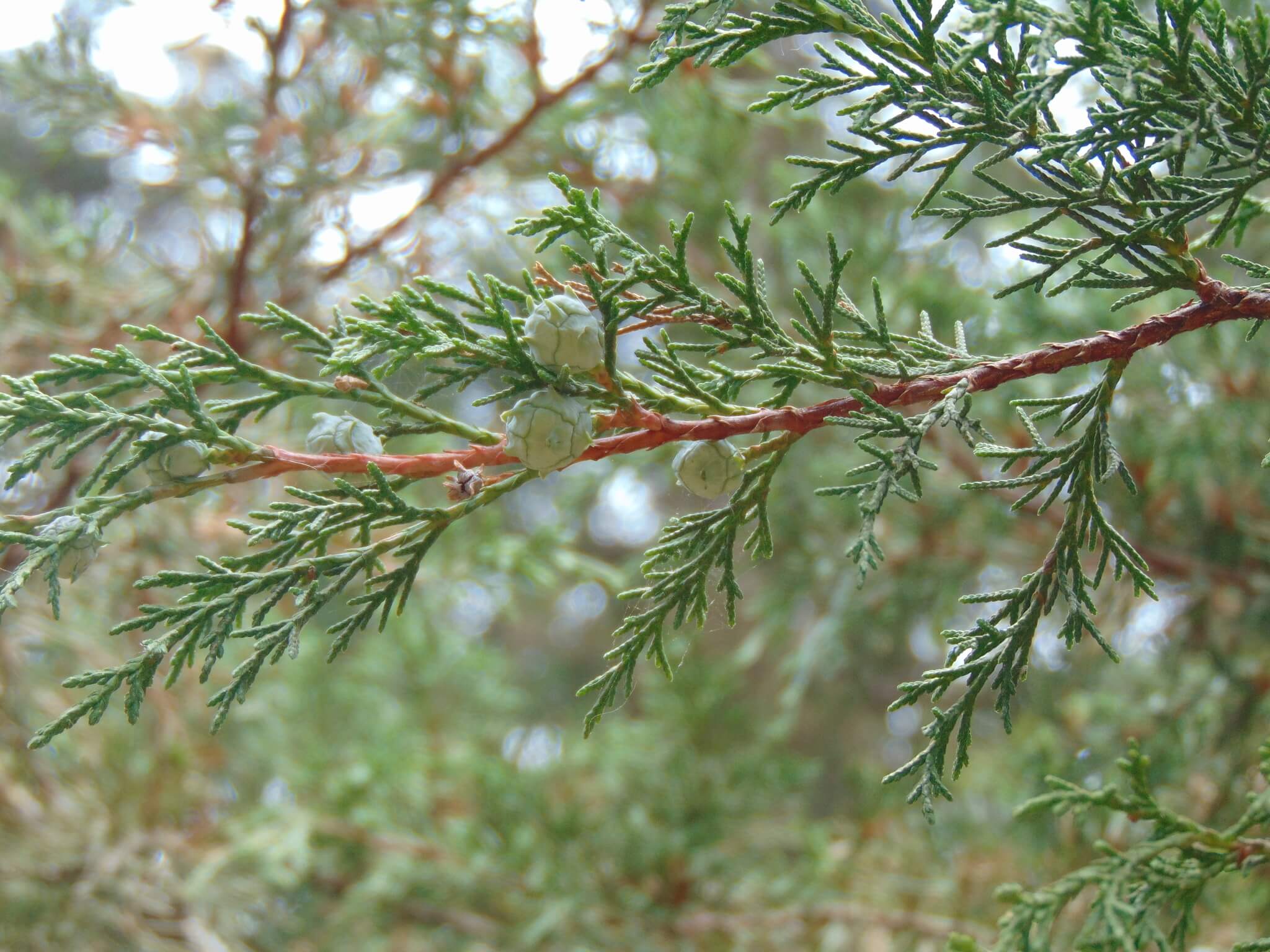 Cupressus lusitanica